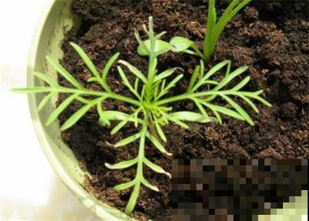 绿化带看见开败的花，随手捡了一整兜小种子，回家种出一片花海！