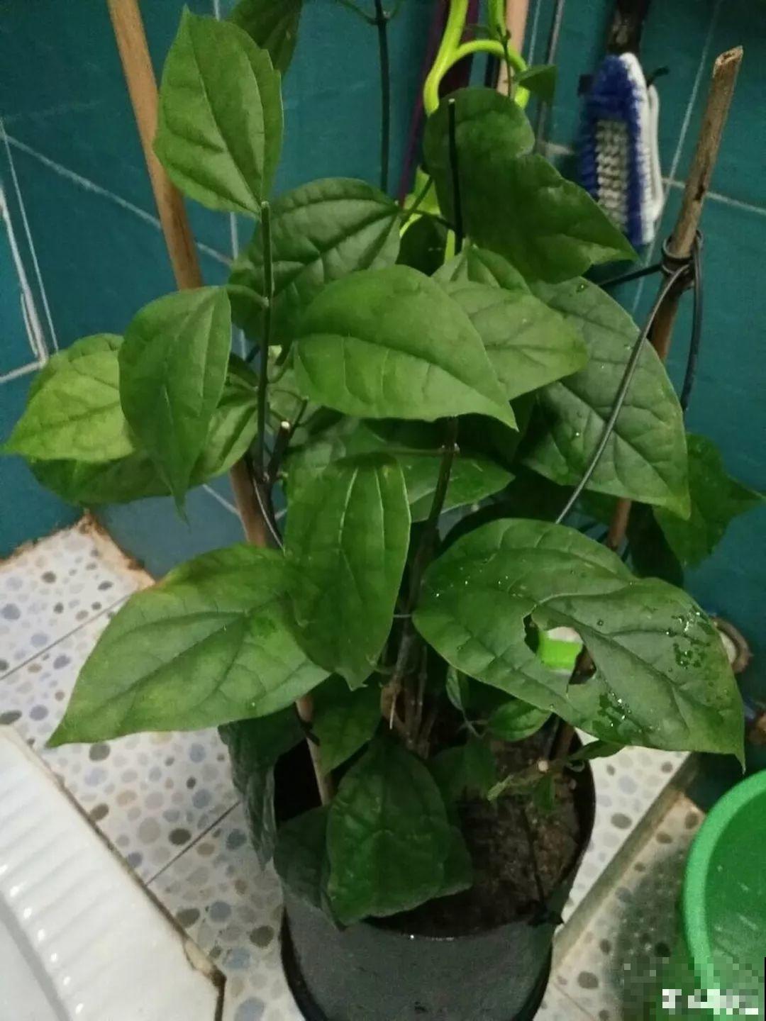 这花全年无休，能爬藤能开花，白珠子一个接一个！
