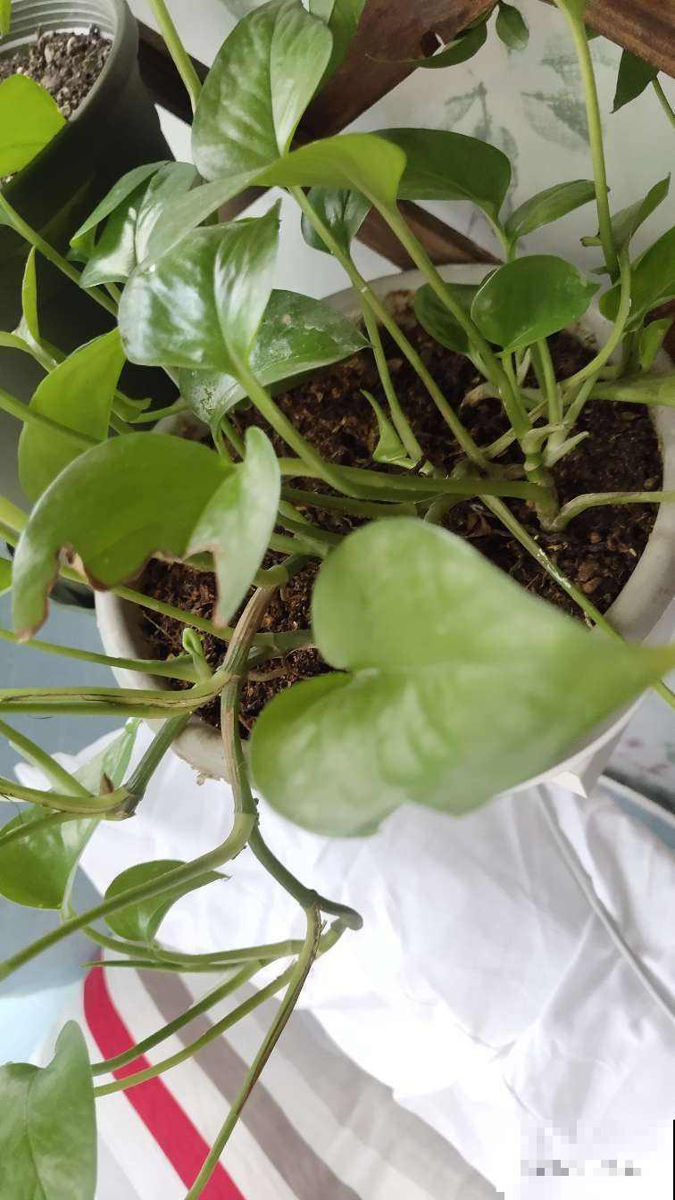 秋天养花注意不到这几点，烂根、黄叶都是家常，这样补救就对了！
