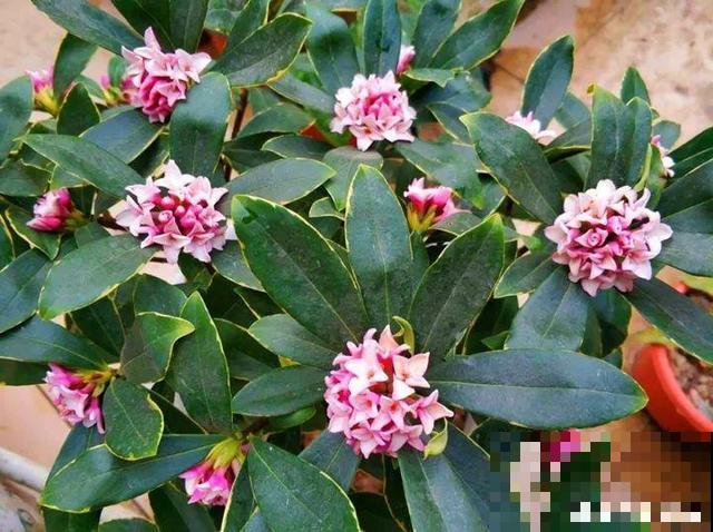 花香堪比香水，邻居大妈都追着问，眼馋极了