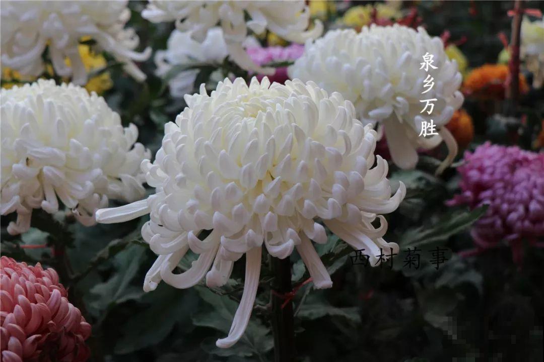 秋天啥花都可以不养，唯独这1种，100盆都不嫌多！