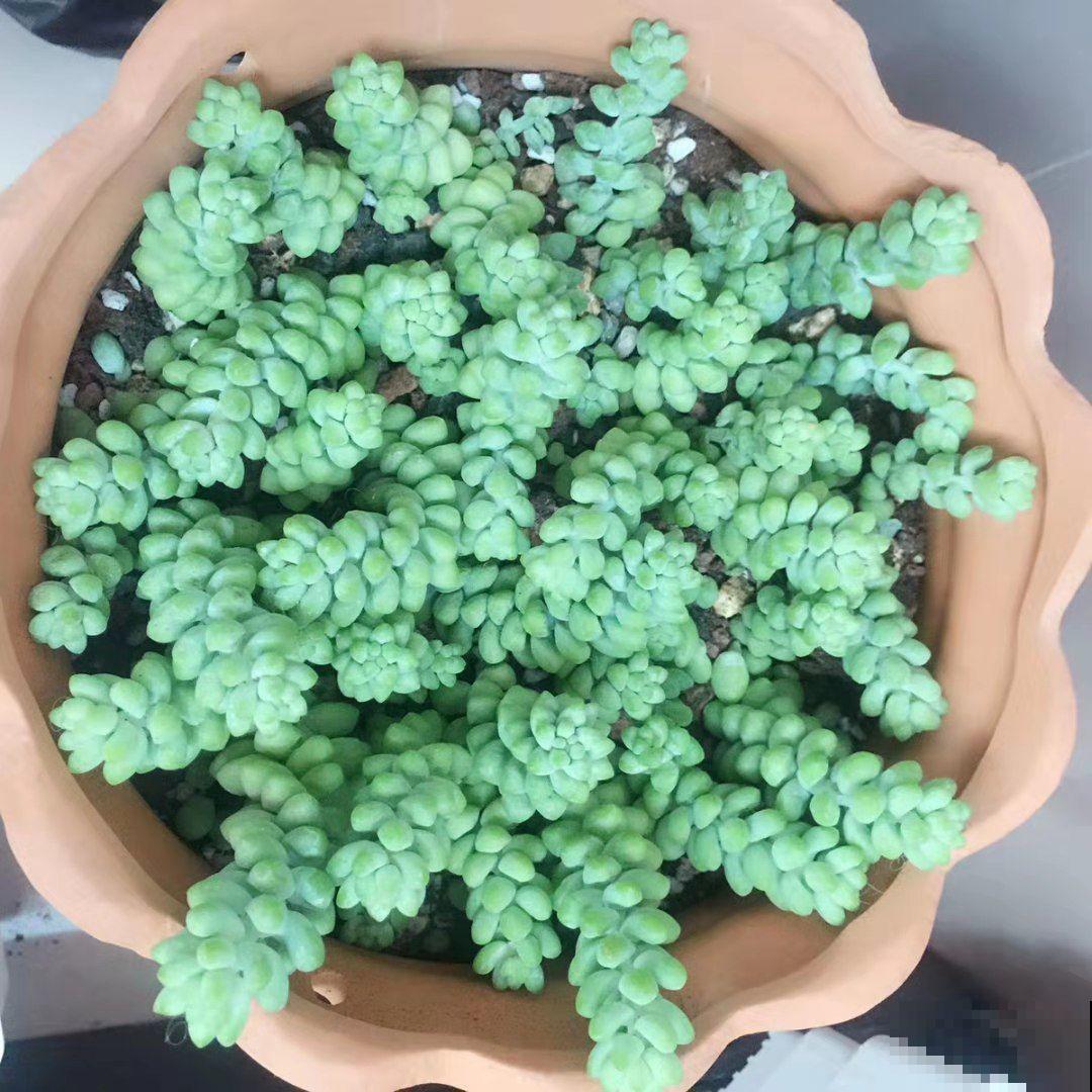 这种多肉要吊着养，墙上挂一盆，格调提升好几度！