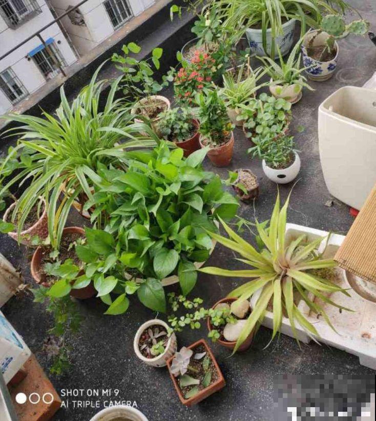 花蔫了别总浇水，这5点不知道，浇一盆死一盆！
