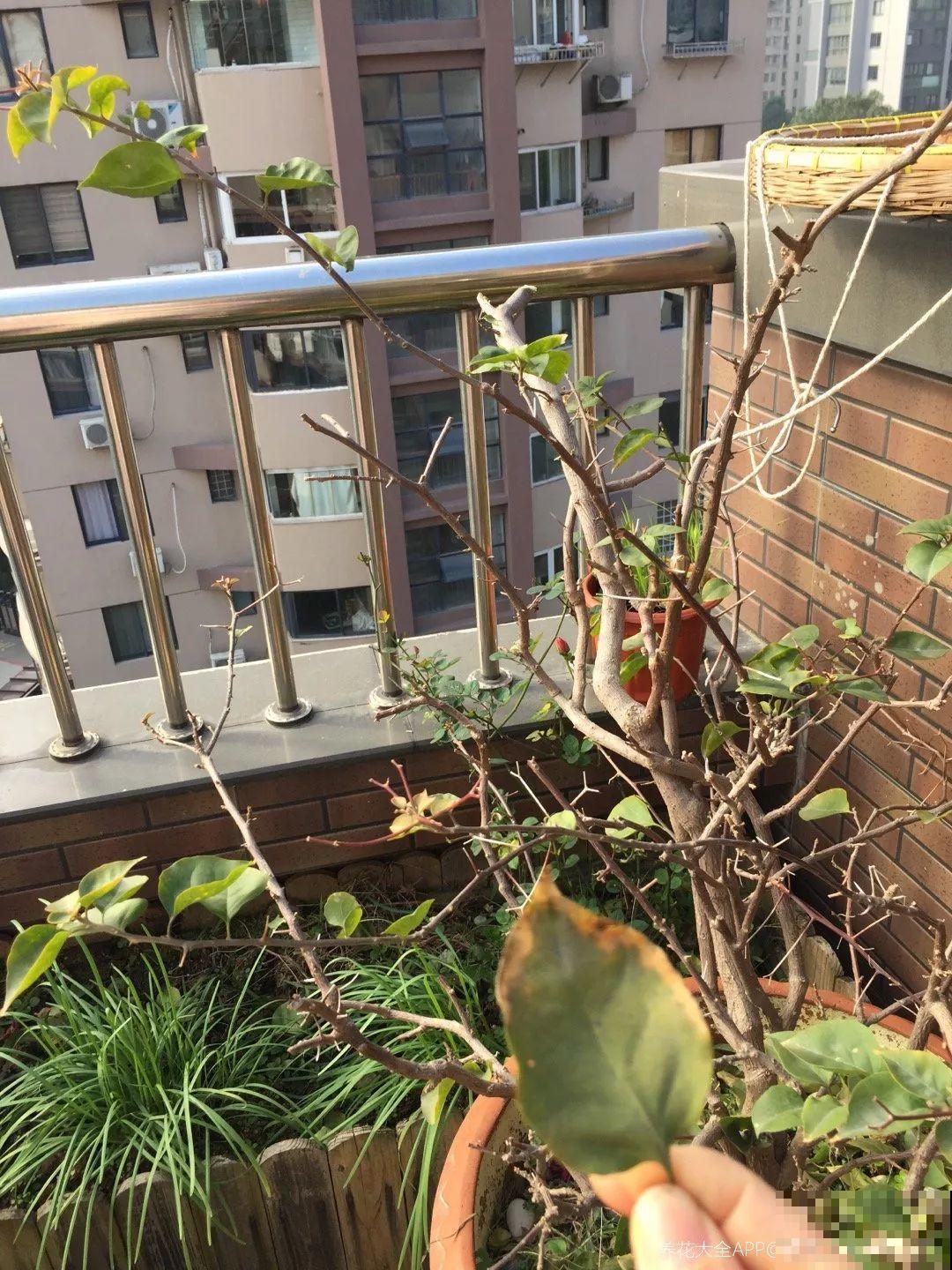 这花就得贱养，摘光叶子，少浇水，开花才会多！