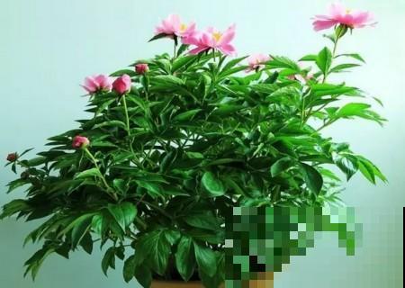 你家有这种仙气十足的花吗？在阳台养它，开的花绝对不输牡丹！