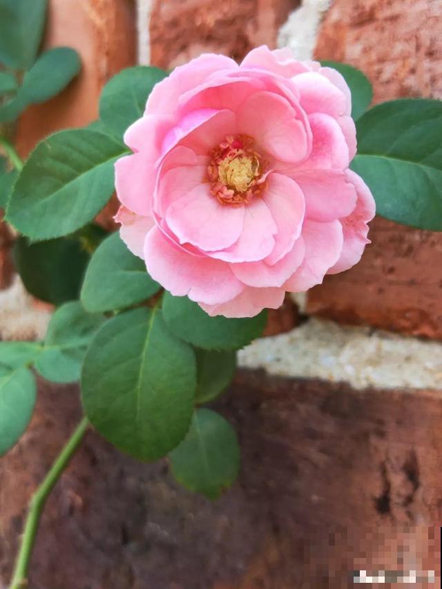 架起篱笆，种一些爬藤的花，秋天来的刚刚好