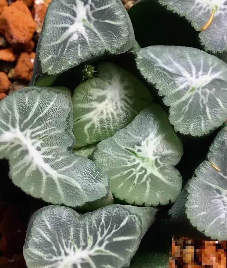 极品玉露，晶莹剔透堪比水晶，看一眼就爱上！