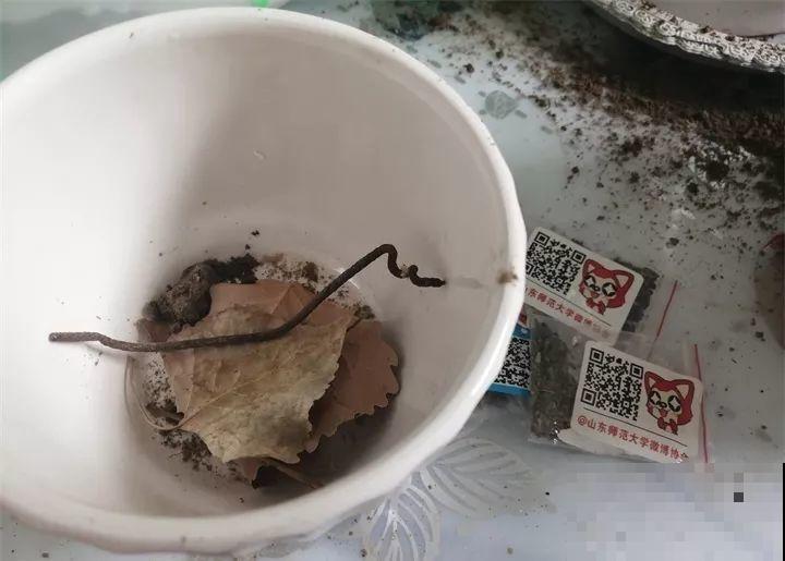 土里埋个废铁钉，养花再也不黄叶，疯长起来拦不住！