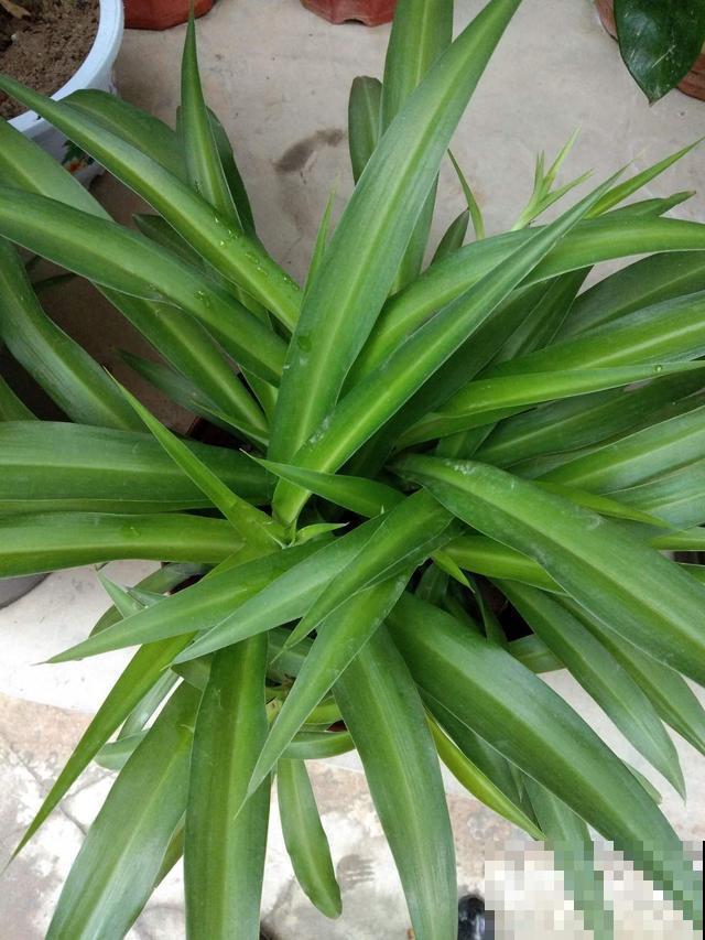 在客厅放几盆悬挂式吊兰，四季常青有生机，还能开出白色小花