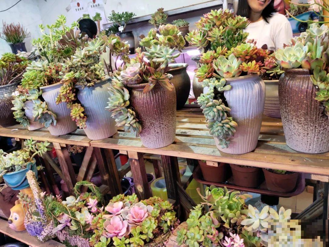 9月份逛花市，这花最好看、最好养，放心抱回家！