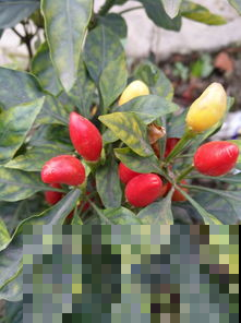 养一盆五彩小辣椒，能当盆栽还能食用，真是赚大了！