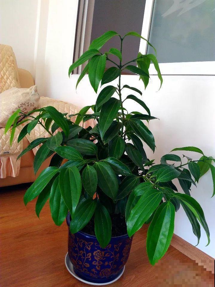 这花就得穷养，花盆越小长得旺，一年到头叶子绿油油！