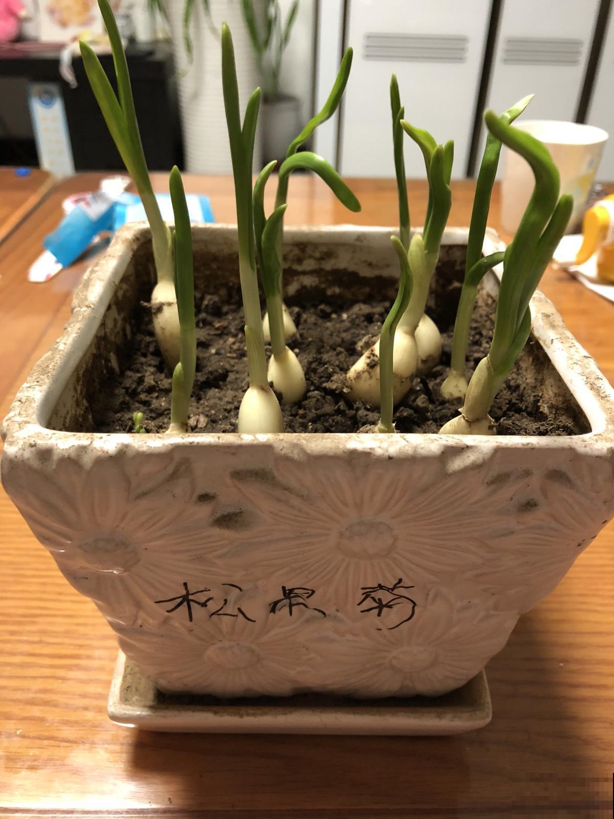 厨房拿棵大蒜扔盆里，几天就能长出小盆栽，而且还能驱虫！