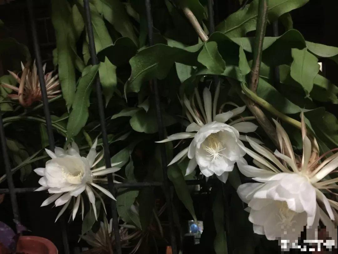这花真稀罕，刚开花就被掐光了，花钱未必买得到！