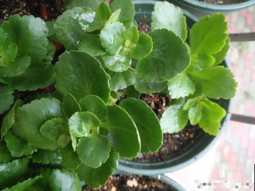 长寿养成青菜？黑帽子一戴，不用一月出花苞！