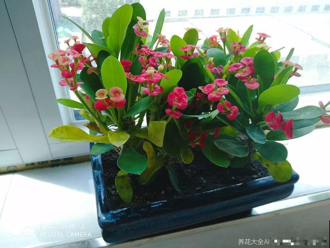 这花的叶子肉嘟嘟，开出来的花更是可爱，晒晒阳光就开爆！