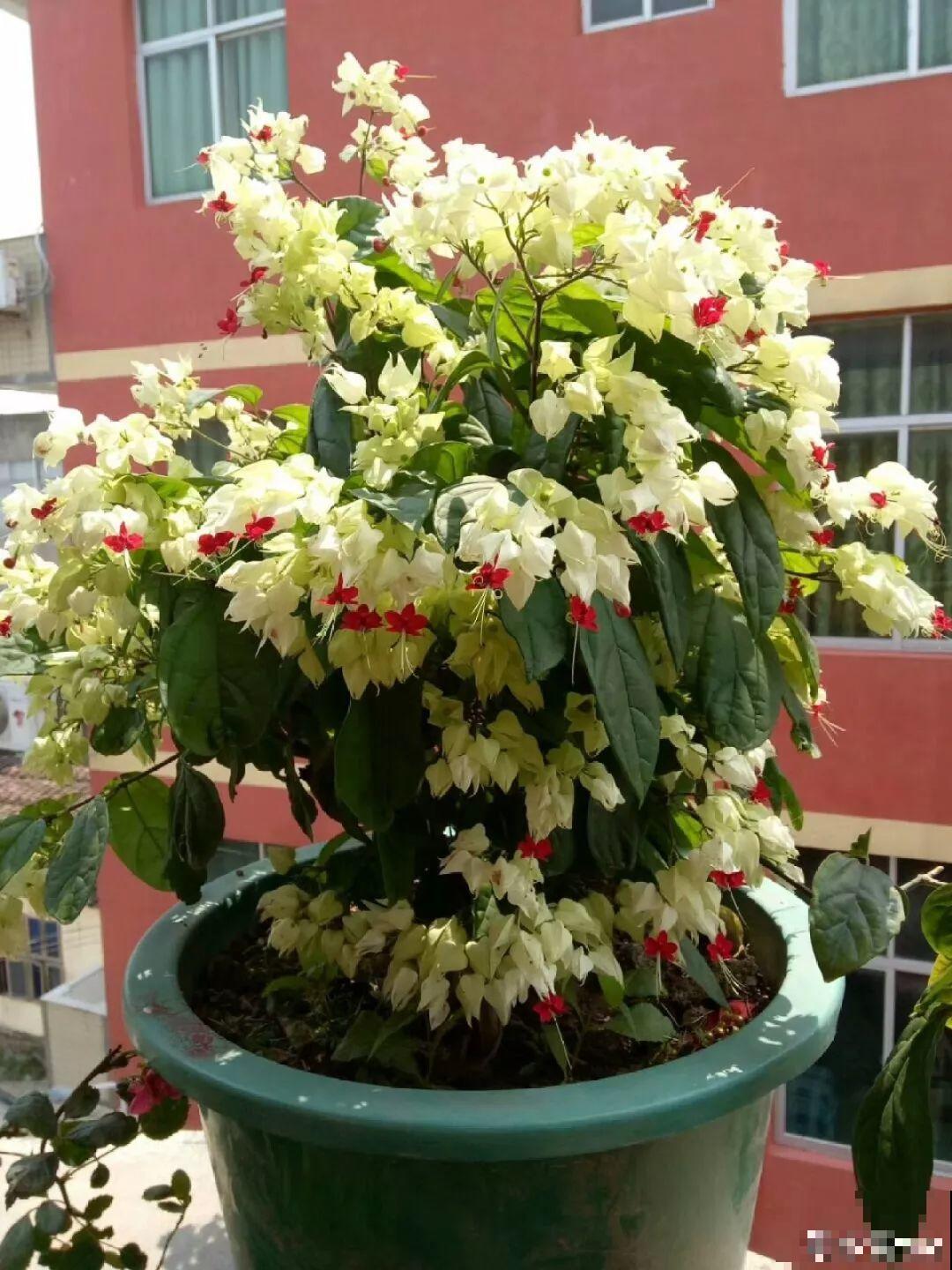 这花全年无休，能爬藤能开花，白珠子一个接一个！