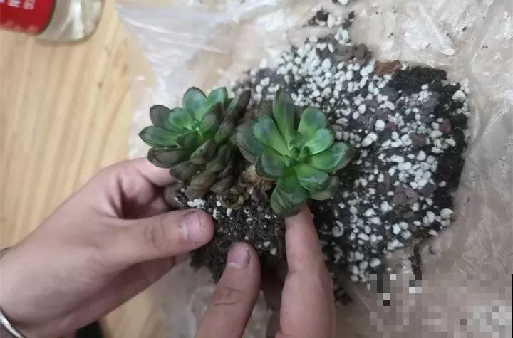 秋天给多肉换盆，少了这一步，还不如不换！