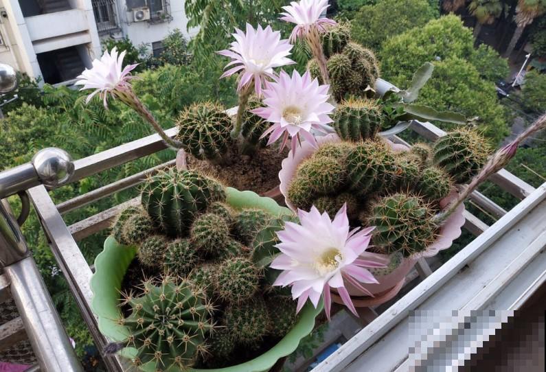 掰个仙人球小侧芽，这样扦插，长得圆又胖！