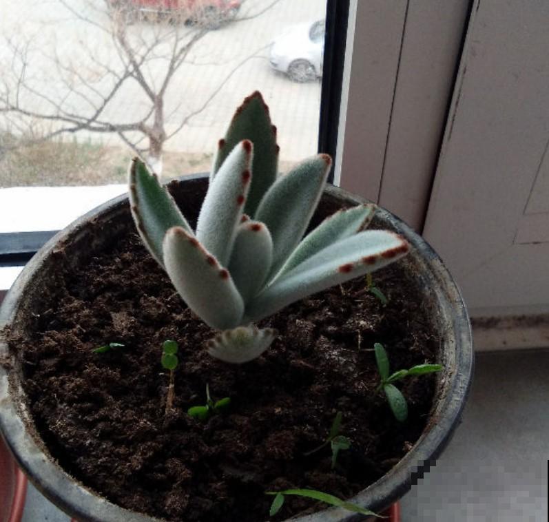 4种带毛多肉，在家养一盆，别提有多可爱！