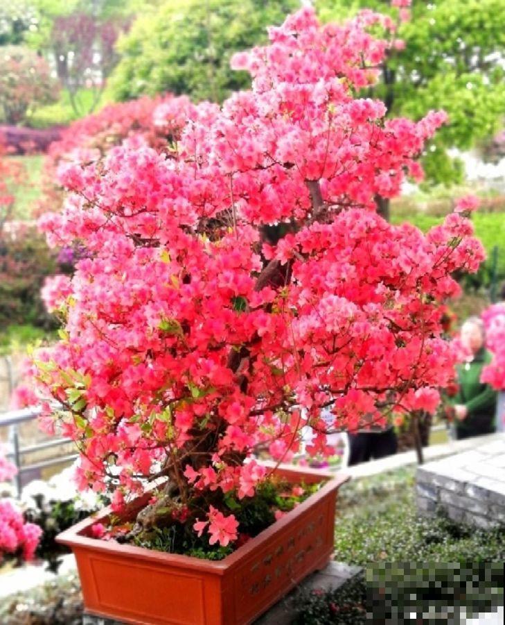 这花就得穷养，塞进小盆，少浇水，越长越旺