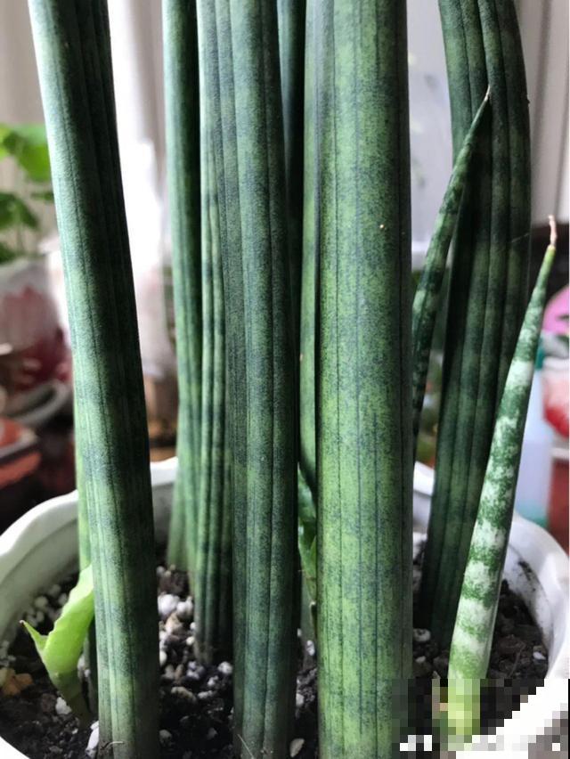 有格调的人，都爱养这花，品味高上档次