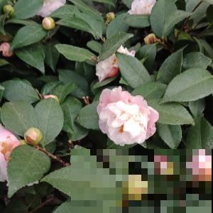 一树茶花百个苞，到底咋养出来的，老花农终于透露秘诀！
