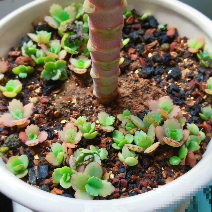 这花养一棵就够了，越剪越长，栽门口直接长成一棵树！