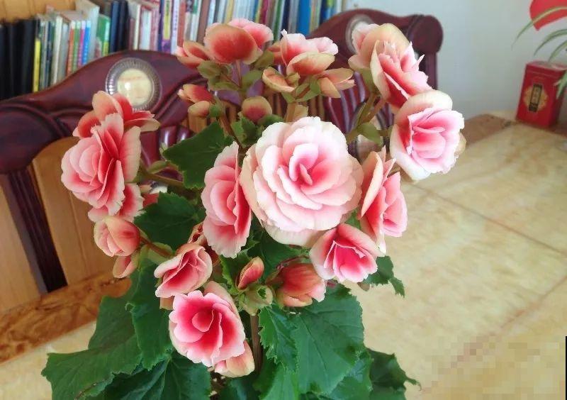 这10种花，看一眼就爱上，逛花市怎么能不买一盆！