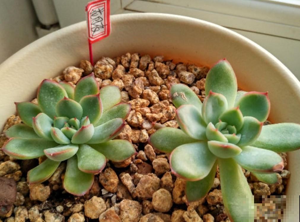 这个夏天，你家的多肉还好吗？处理处理，秋天还能美回来！