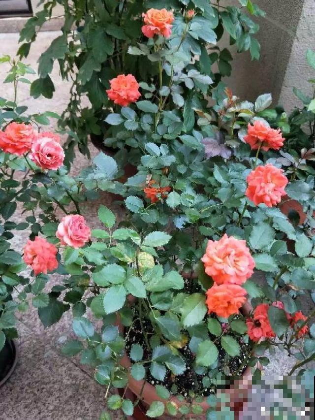 这个时候施肥，跟毒药一样，把花全烧死了