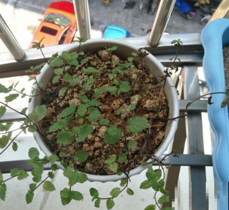 他扦插的薄荷秒爆盆，原来是这么扦插的，真是又学到知识了！