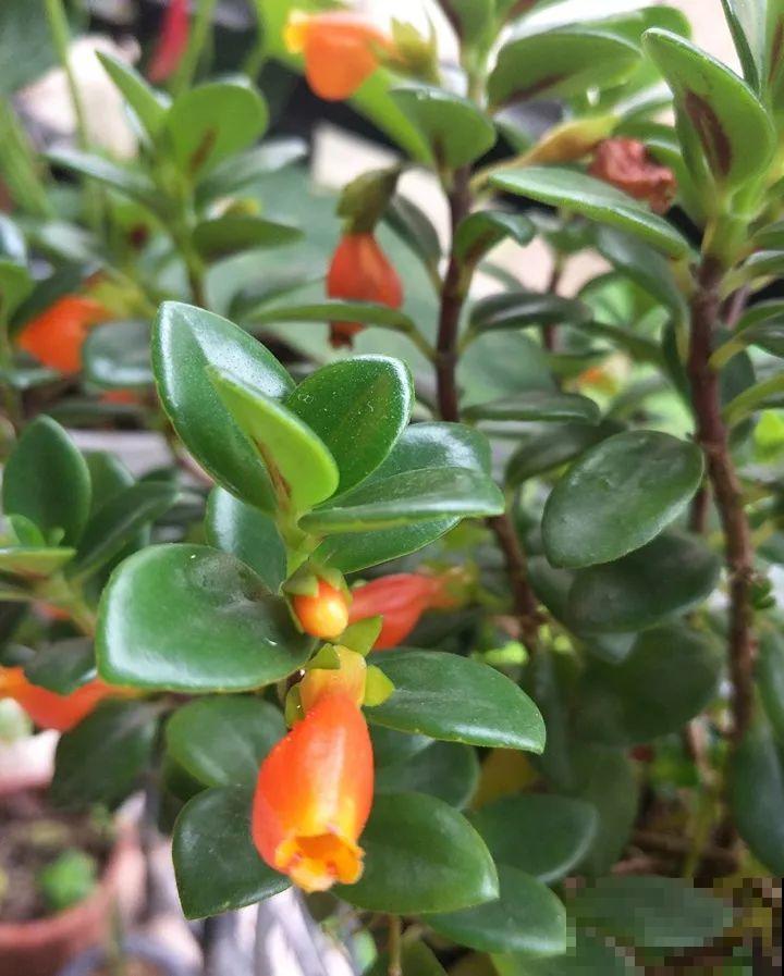 你家的金鱼吊兰是不是养成“菜”？这么养，一年四季都开花！