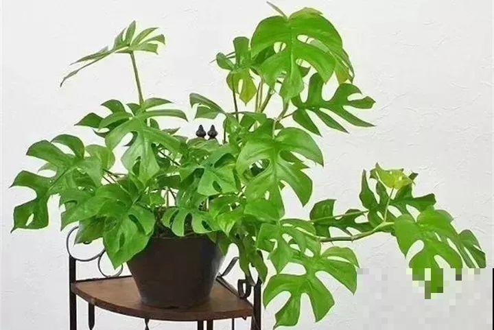 这花叶子长不大，开花只有拇指大小，姐姐反倒乐开花！