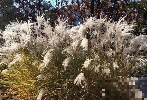 他家里不养花专养草，摆满一阳台比花还好看，原来有这秘密！