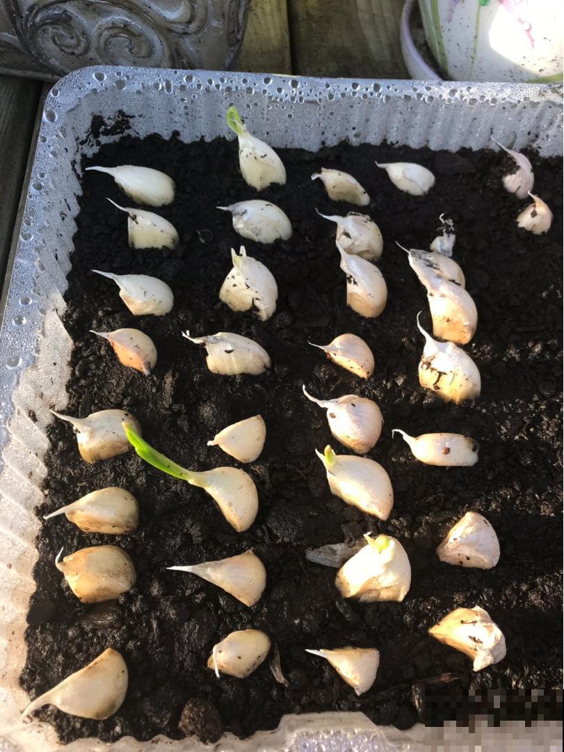 厨房拿棵大蒜扔盆里，几天就能长出小盆栽，而且还能驱虫！