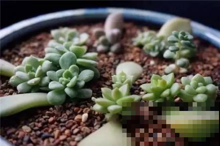 秋天养多肉赶紧叶插，这么做插几片就能活几片，插出满阳台的肉崽