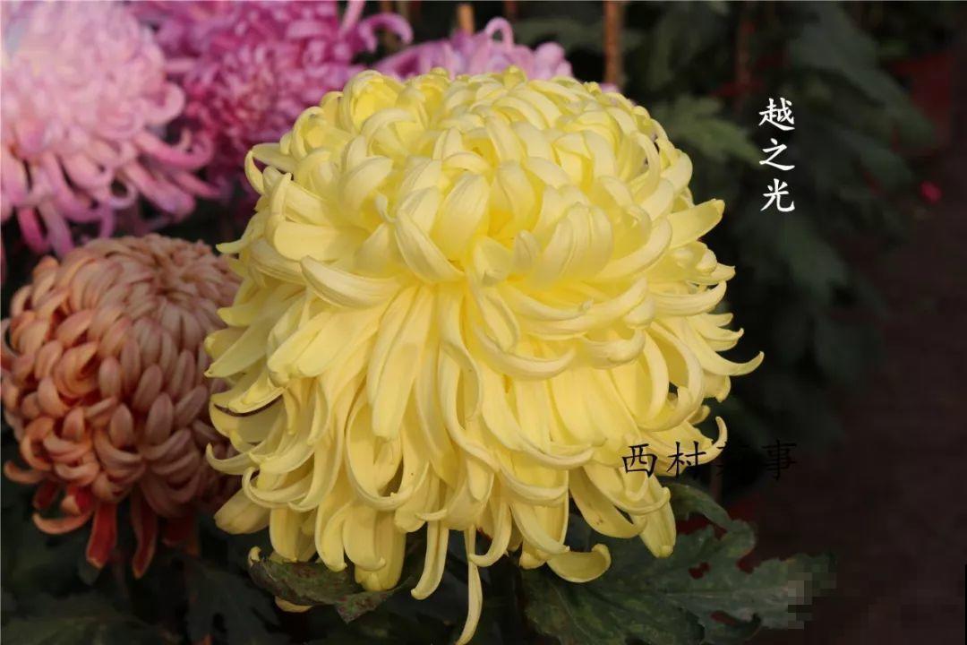 秋天啥花都可以不养，唯独这1种，100盆都不嫌多！