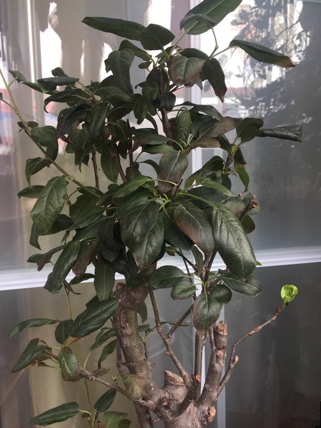 花不适应秋天发黄咋办？别着急，只要给它吃点药就行！
