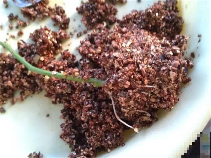 月季扦插趁现在，把土换成它，半个月就能看到“大白腿”！