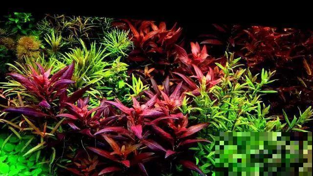 比铜钱草好看百倍的花，7天爆满一大缸，多到家里堆不下！