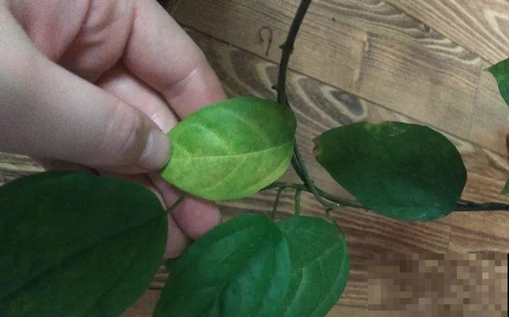这花全年无休，能爬藤能开花，白珠子一个接一个！