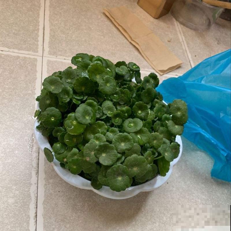 怕铜钱草秋冬挺不过去？赶紧用这个大招，效果绝对好！