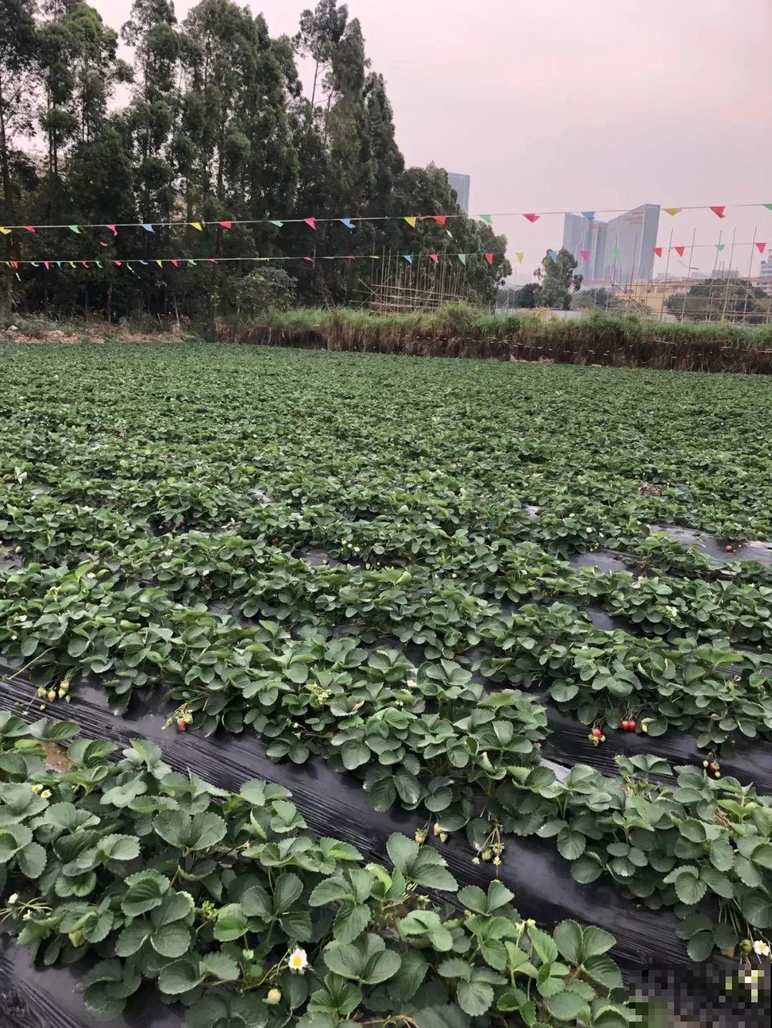 草莓苗买一棵，年年结果有的吃，红彤彤一片看着就喜人！