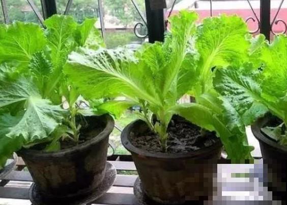 抓几把生菜种子，往土里一扔，生菜多的吃不完！