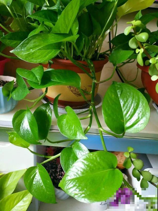 家里有这花，叶子沾灰不清洗，净化能力降到零！