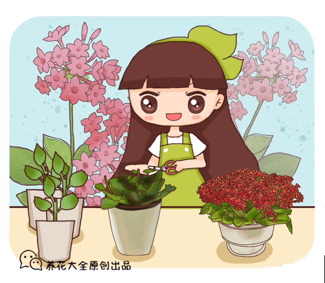 长寿花叶子摘一摘，一周就生根，跟绿萝一样省心！