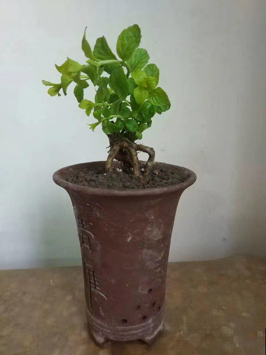 这花结满红果子，比菊花都好看，越养越上瘾！