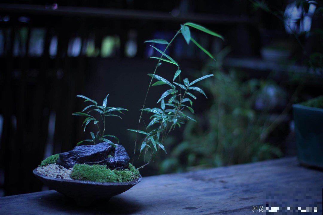 多肉养开花了？先别急着高兴，剪得越早长得越好！