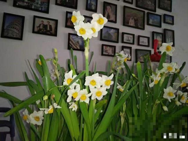 有格调的人，都爱养这花，品味高上档次